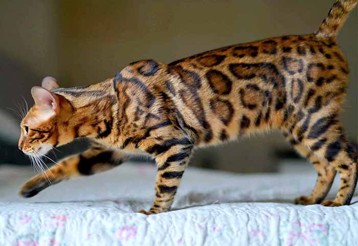 Bengamur Lava More Than Cat, Tamed Leopard WCF 