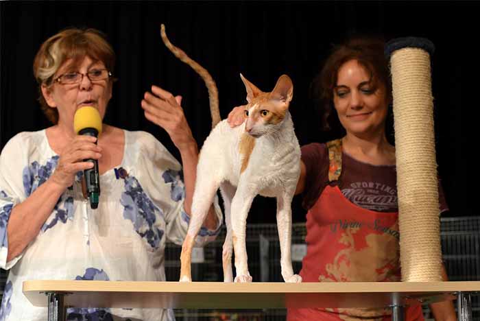 WCF Budapest World Cat Show 2015.<br />
