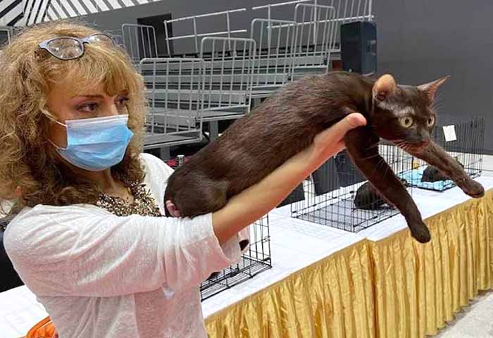 Thailand Cat Show