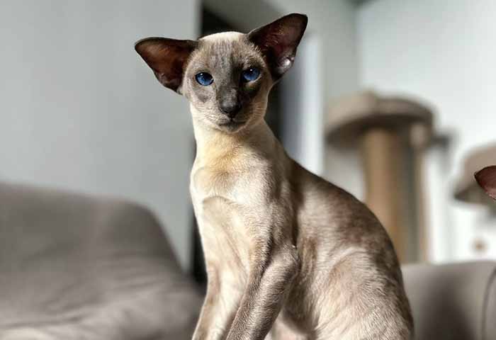 Sijamska mačka Persephona, foto: Shaman's Blues WCF

